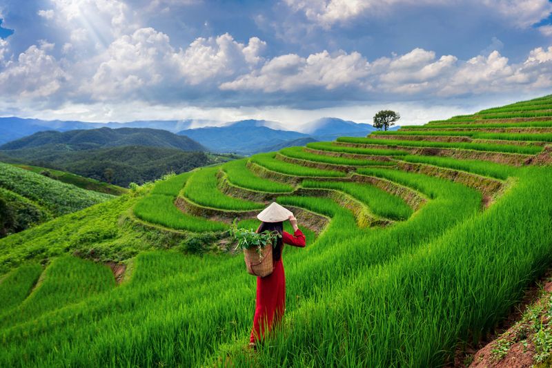 Vietnam's Verdant Variety
