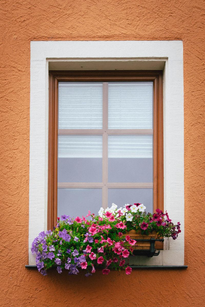 Window Boxes with Seasonal Plants