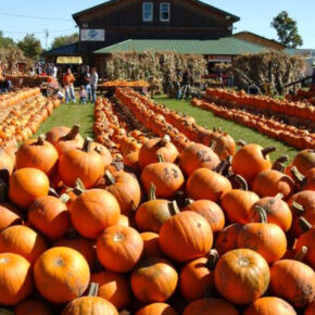 15 Fall Festivals Across New York State You’ll Want to Add to Your October List