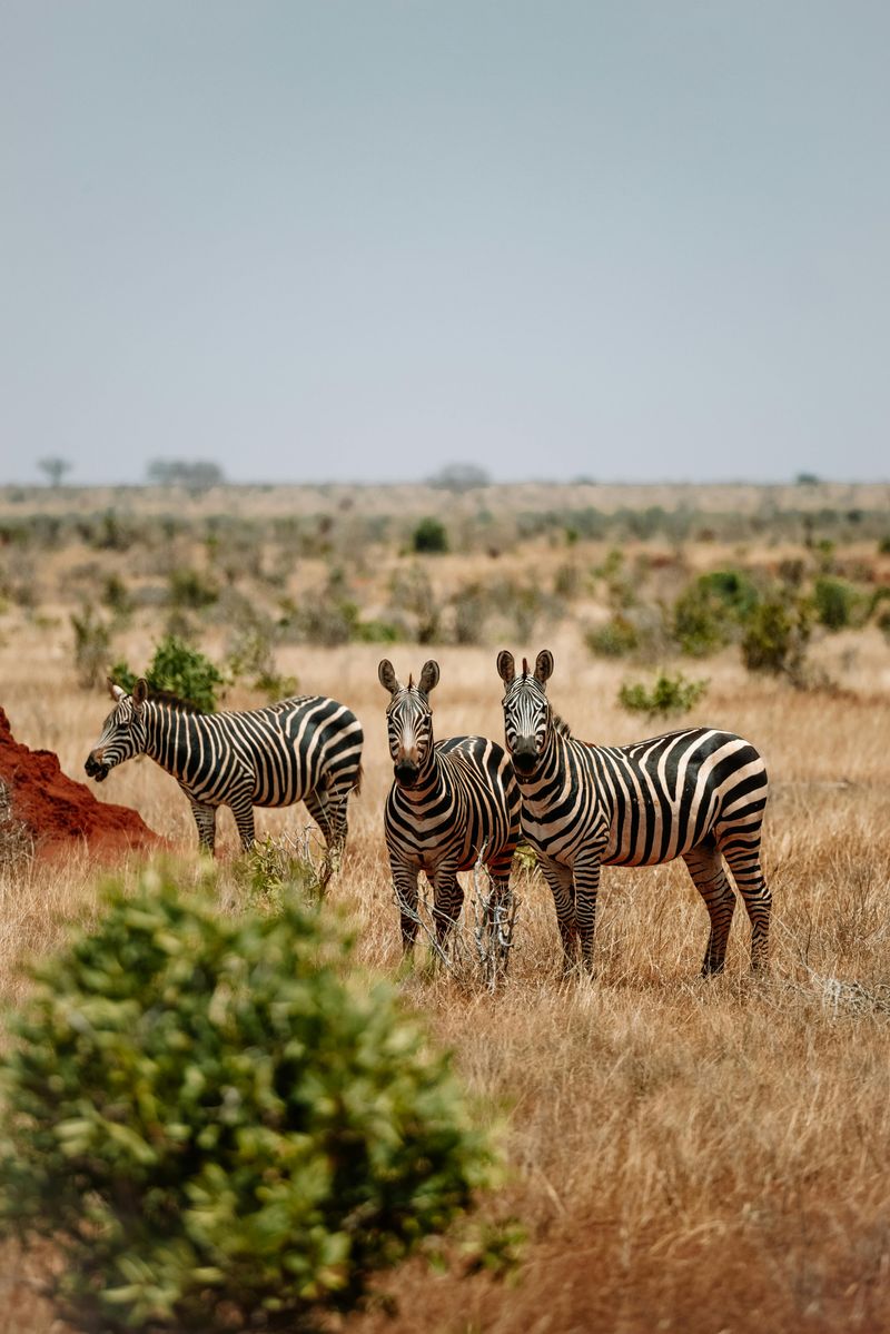 A Luxury Safari in Kenya or Tanzania