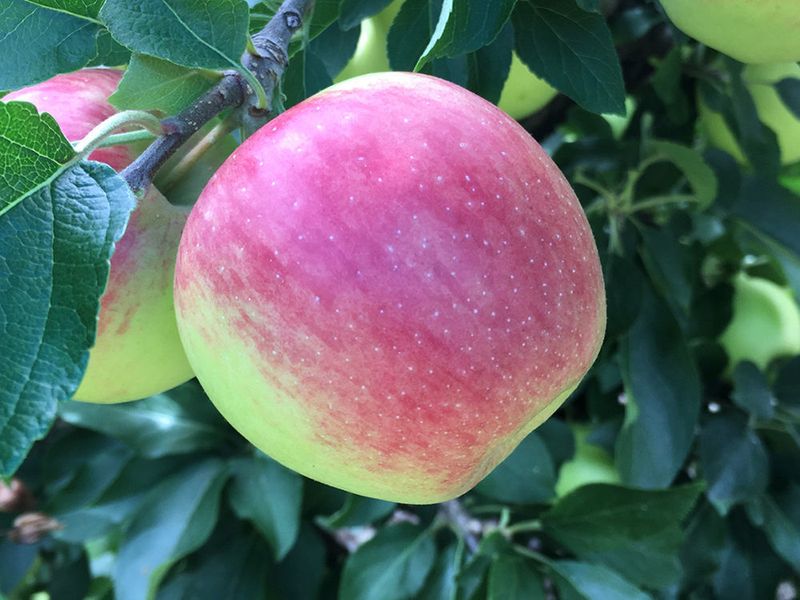 Ambrosia