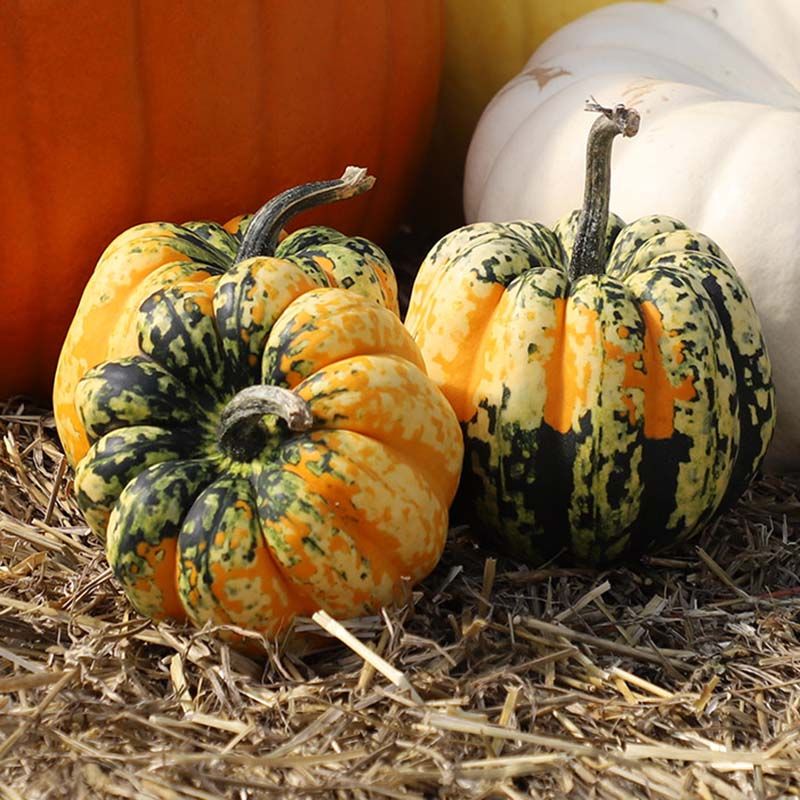 Carnival Squash