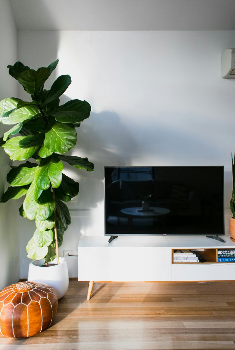Large Indoor Plant