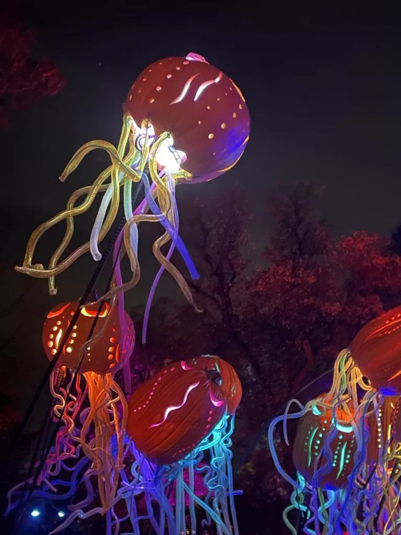 Pumpkin Jellyfish