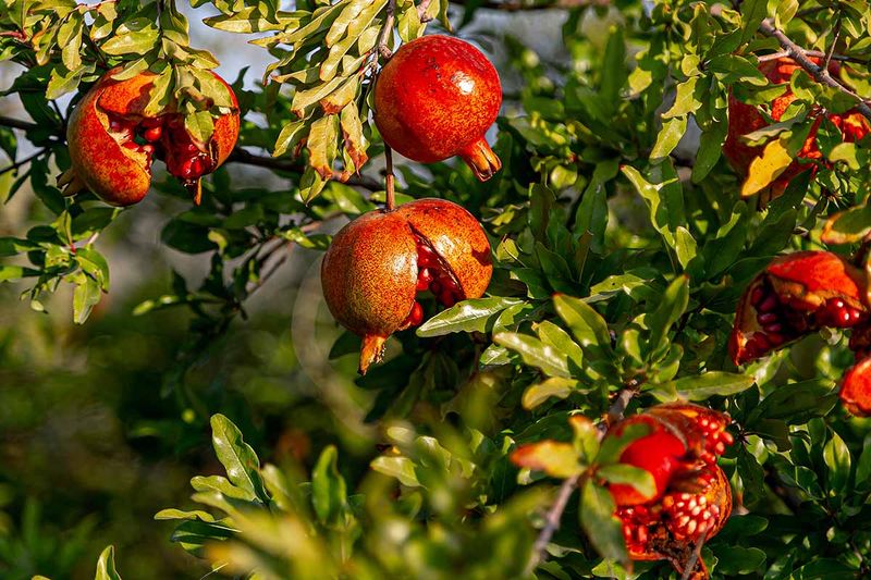 Seasonal Availability and Freshness