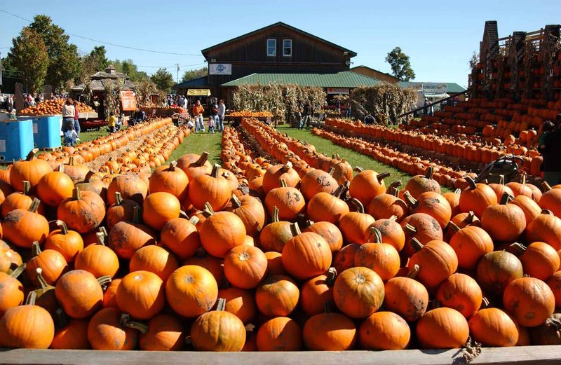The Great Pumpkin Farm Fall Festival