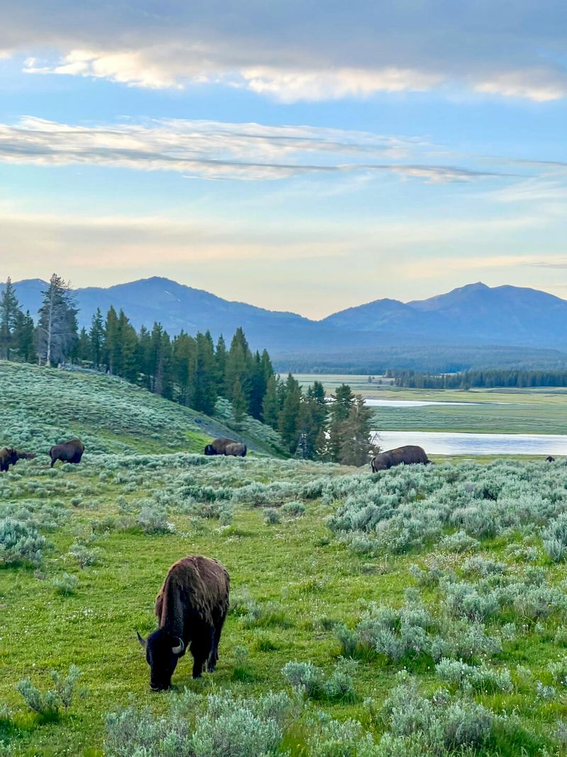 Yellowstone National Park, Wyoming / Montana / Idaho