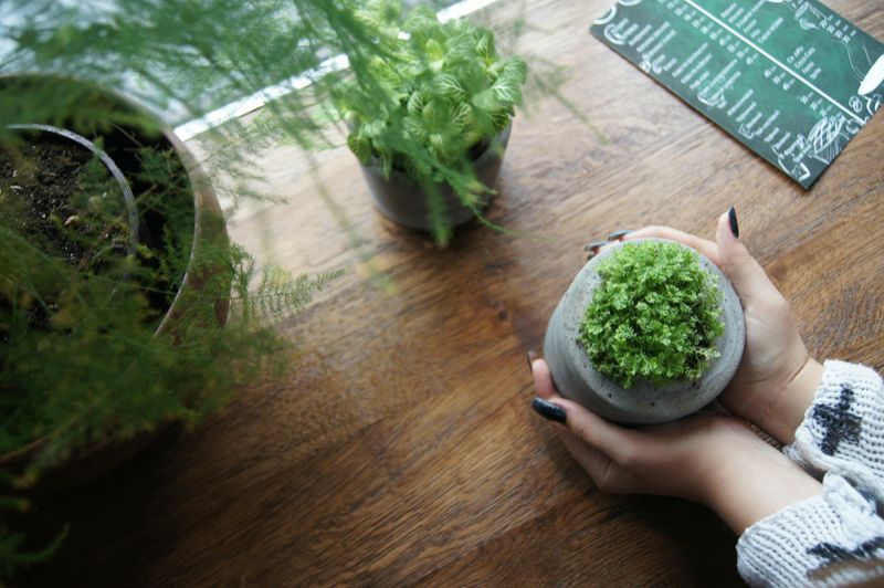 Cultivate a Small Herb Garden
