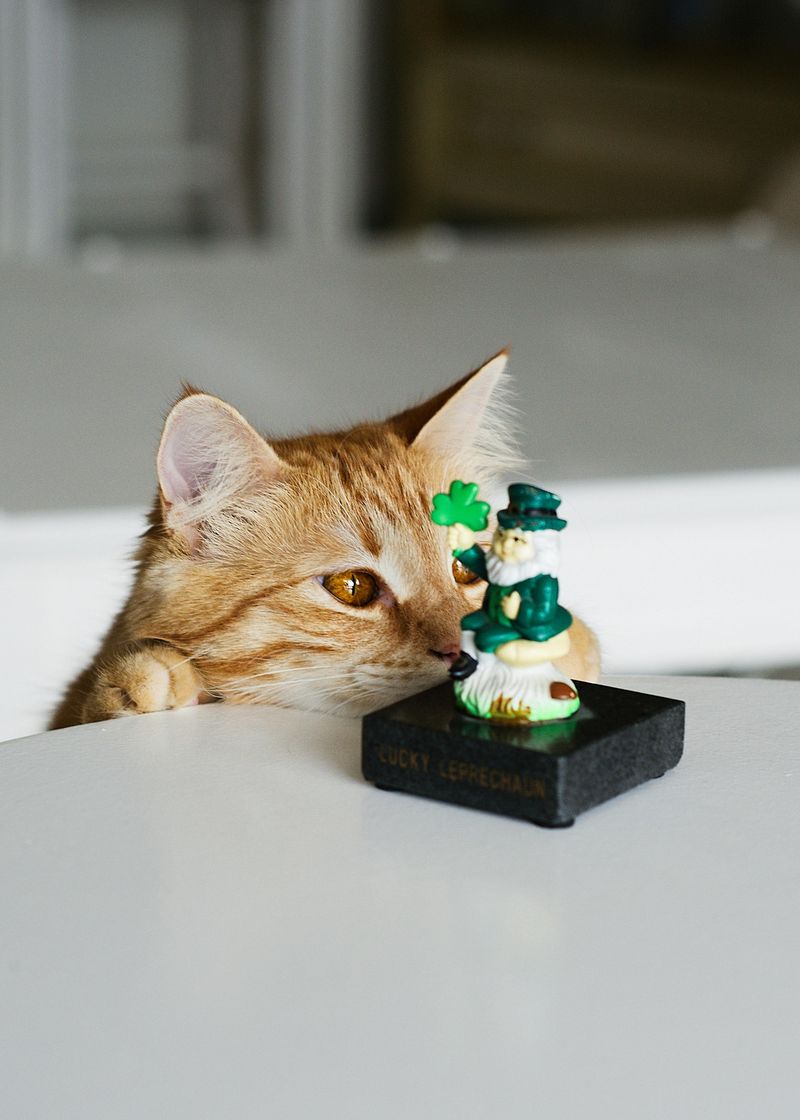 Pets' Toys, Treats, or Grooming Items