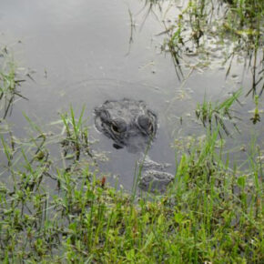 Florida Boardwalk Trails Where You’re Almost Guaranteed to See Gators