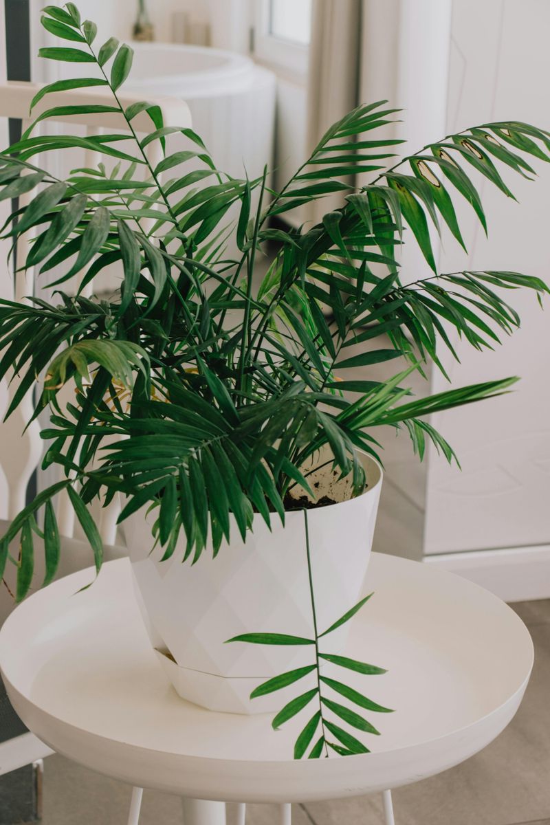 Biophilic Design Elements