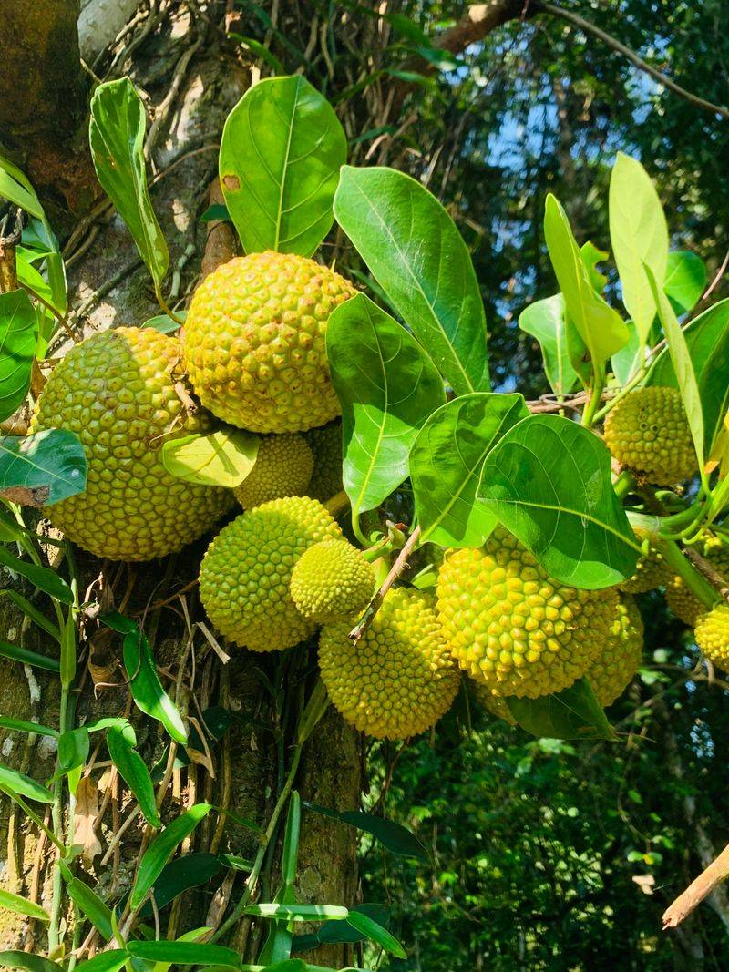 Jackfruit