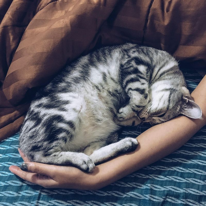 Sleeping With Pets