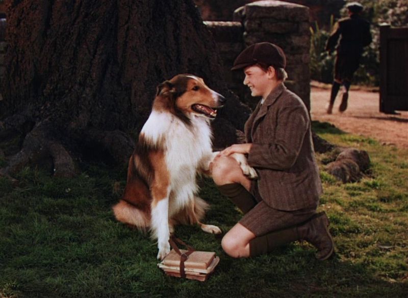 Lassie (Lassie Come Home)