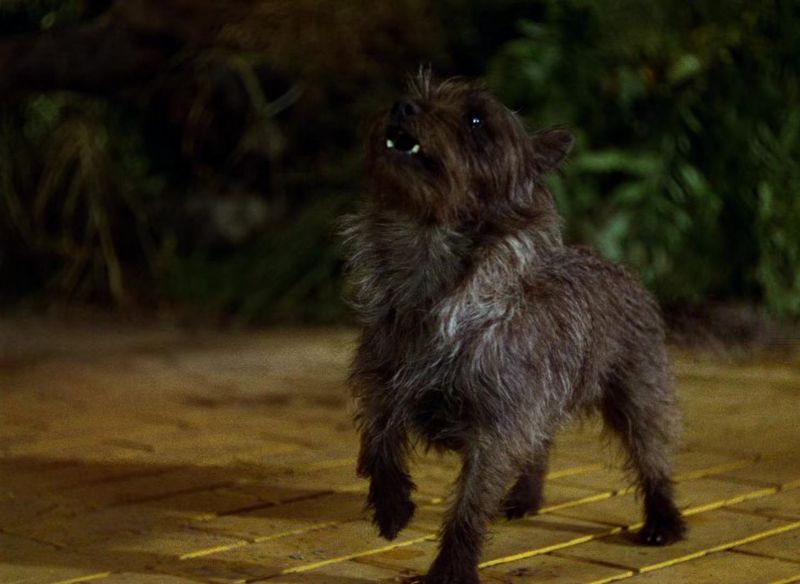 Toto (The Wizard of Oz)