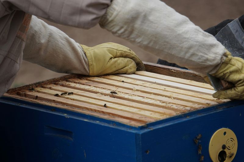 Urban Beekeeping