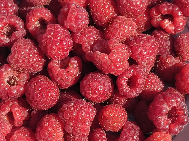 Raspberries