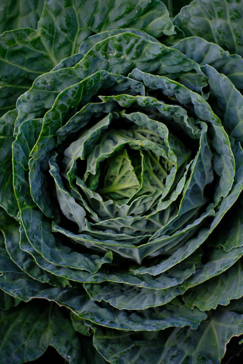 Cabbage