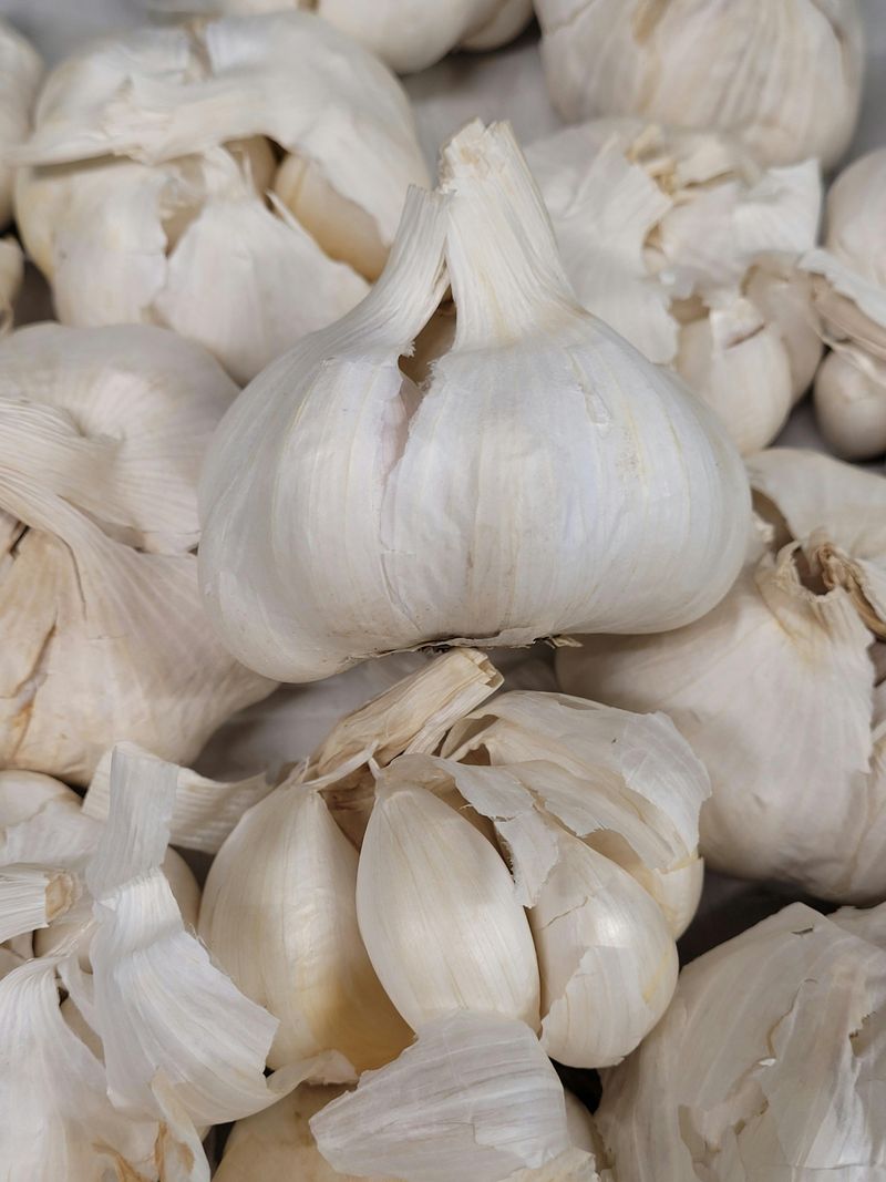 Garlic