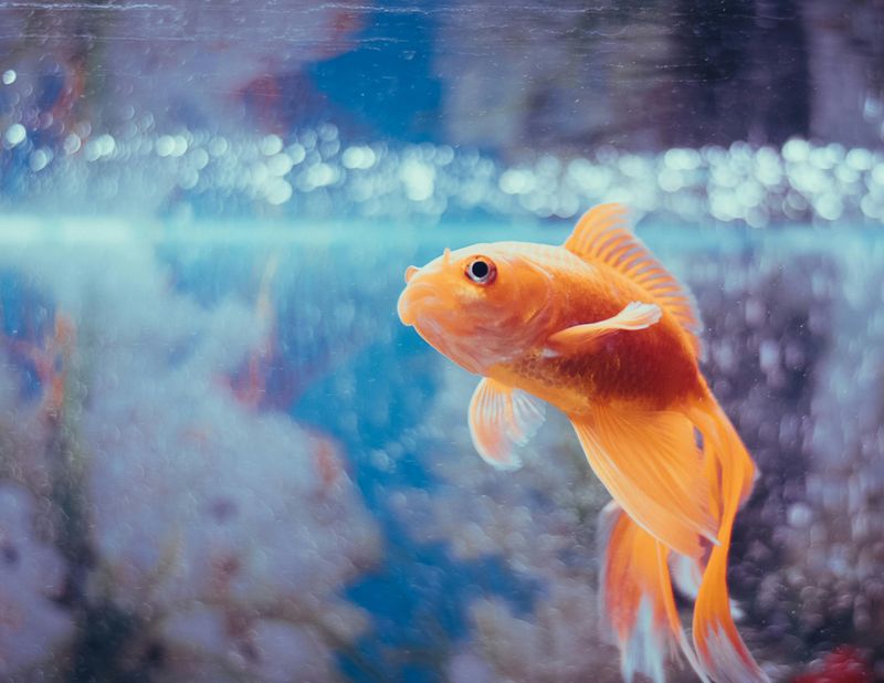 Goldfish Have a 3-Second Memory