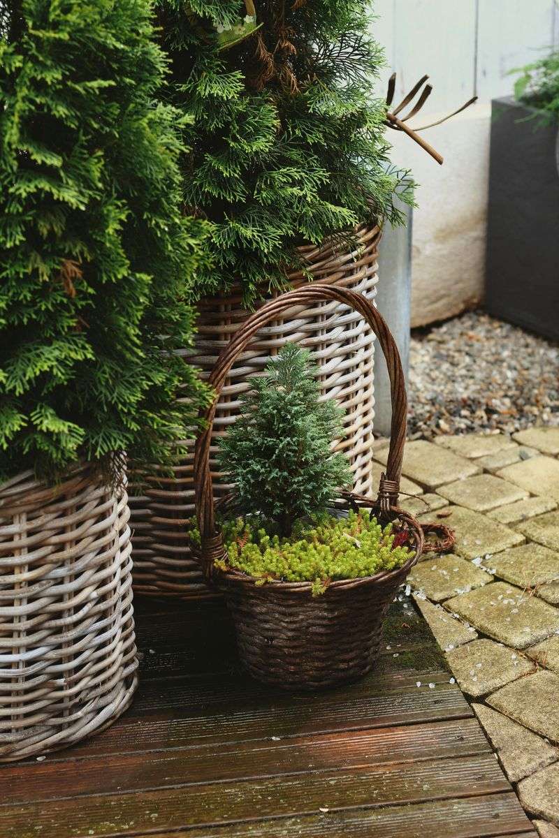 Plant in Oversized Baskets