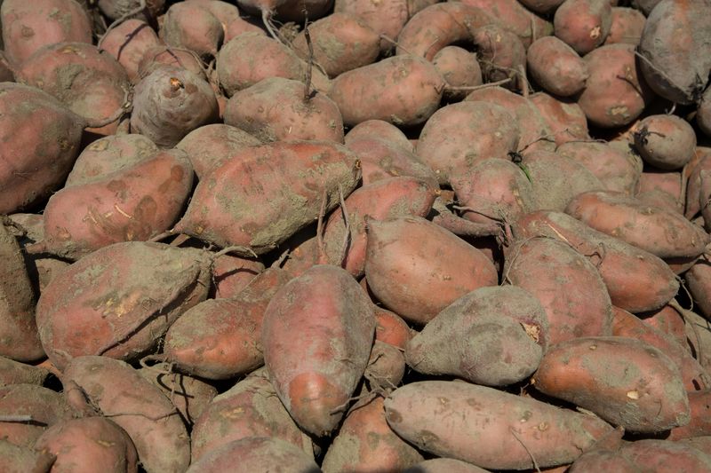Sweet Potatoes