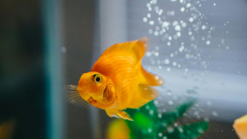 The Oldest Goldfish Lived to Be 43 Years Old