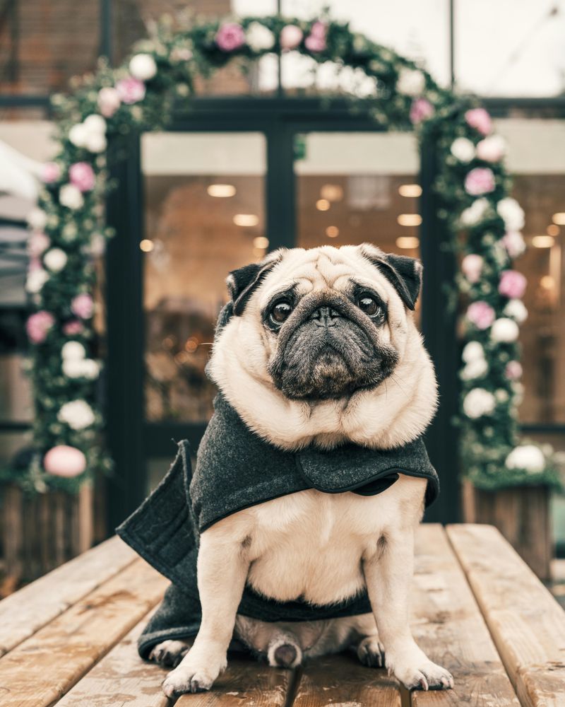Pet Gear