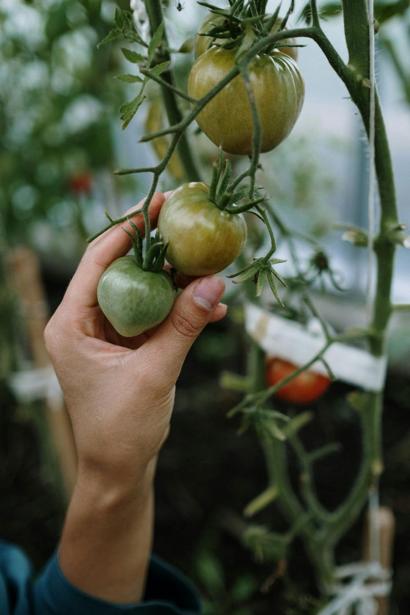 Growing Food and Gardening