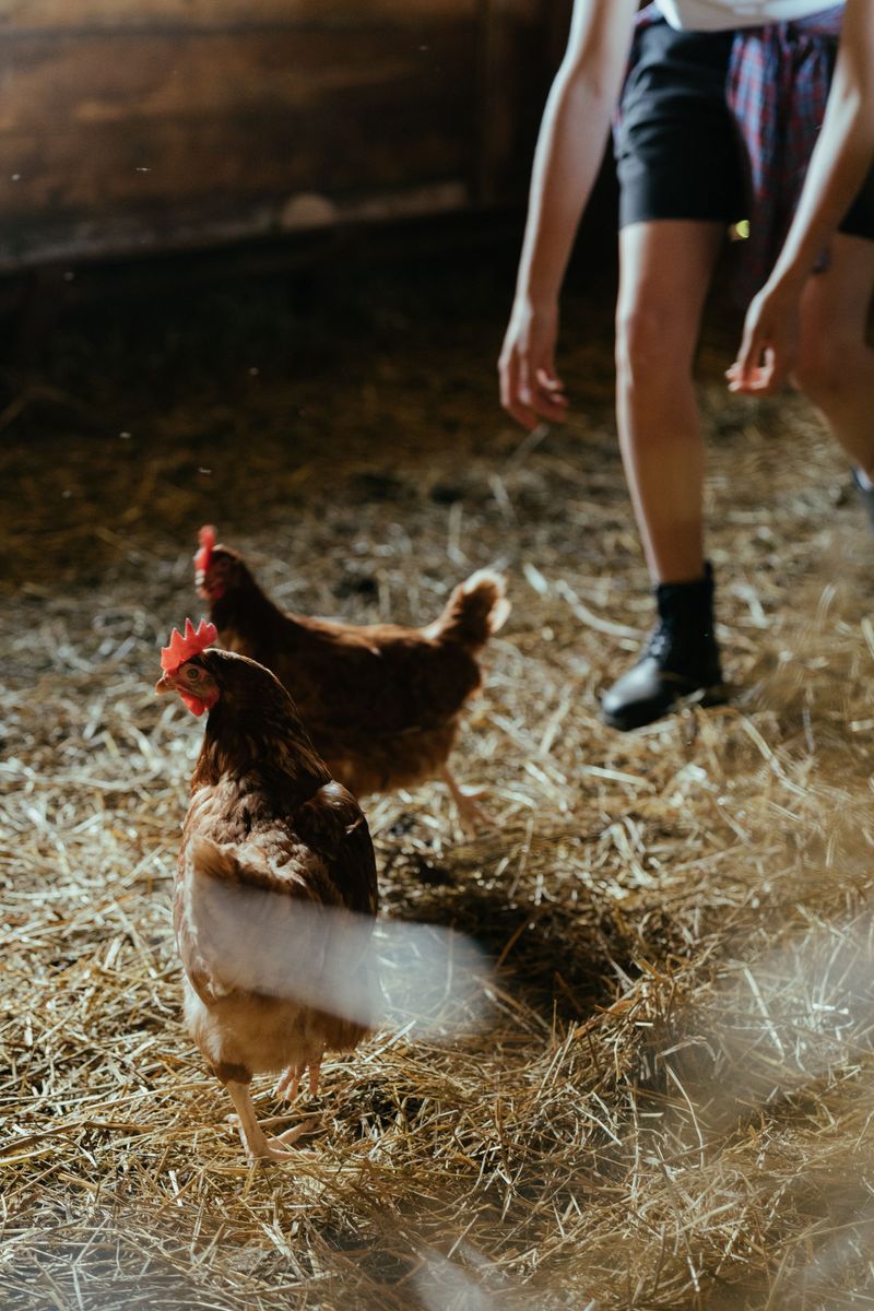 Feeding Farm Animals or Family Pets