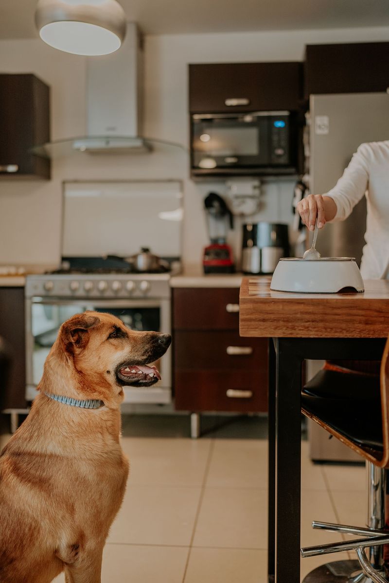 Pet Bowls Positioned in the Middle of the Kitchen
