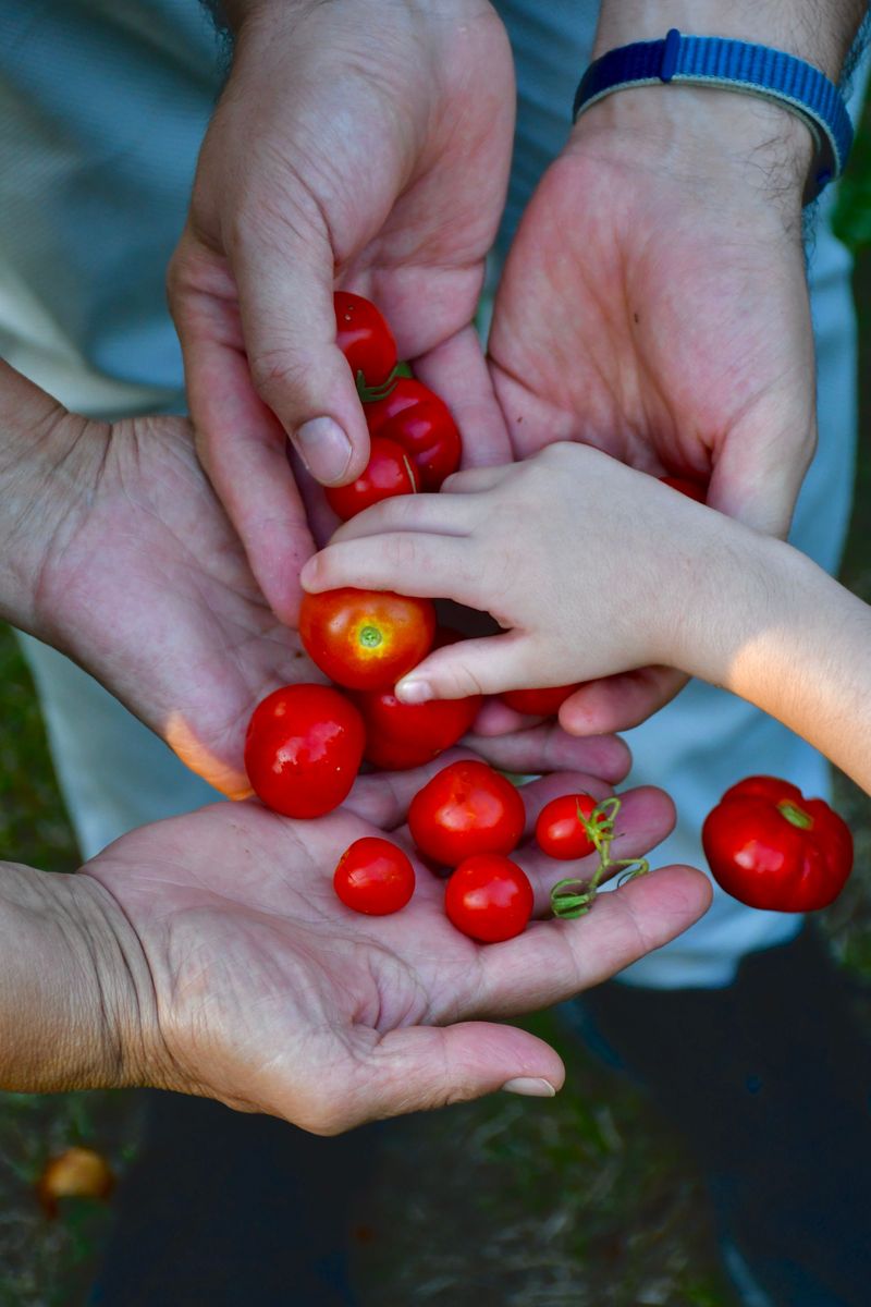 Sharing Vegetables From Backyard Gardens